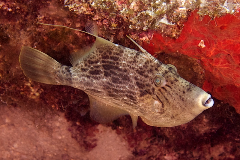 Stephanolepis diaspros (Fraser-Brunner, 1940) - from Cyprus
